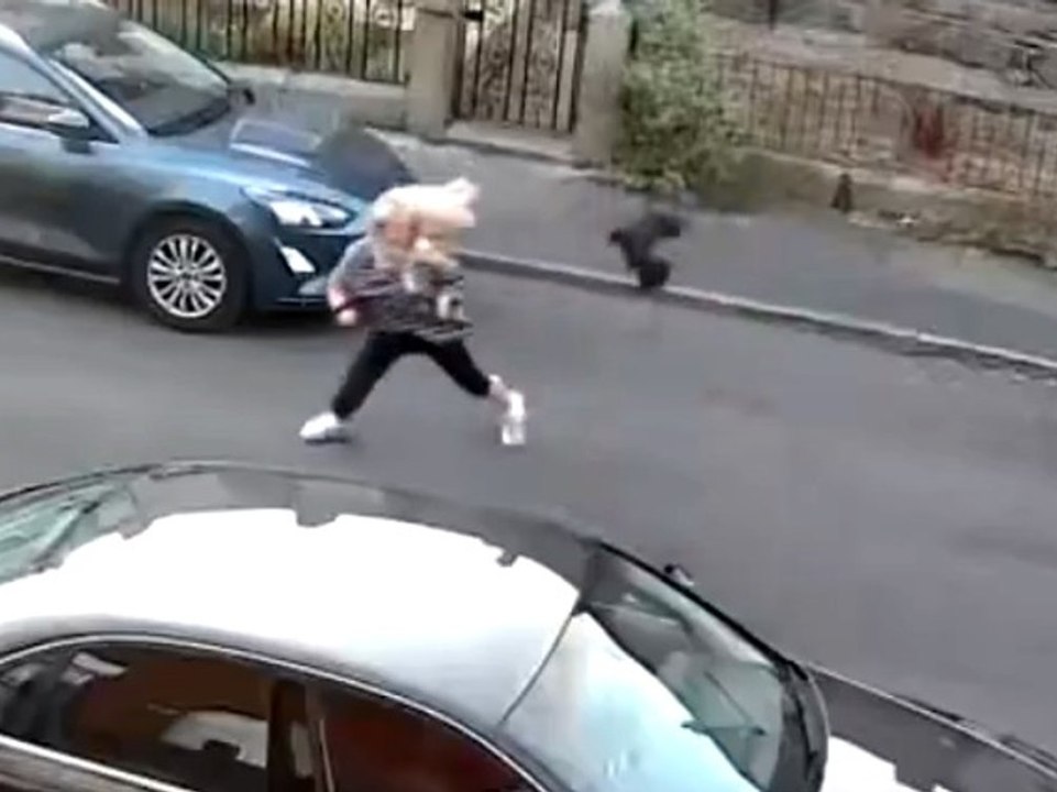 Aggro-krähe jagt frau im kreis herum