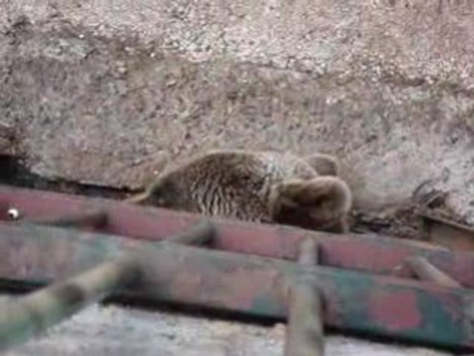 petit ours brun