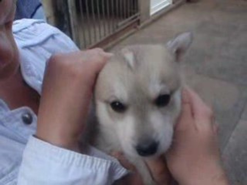 Haska à l'élevage de Namur