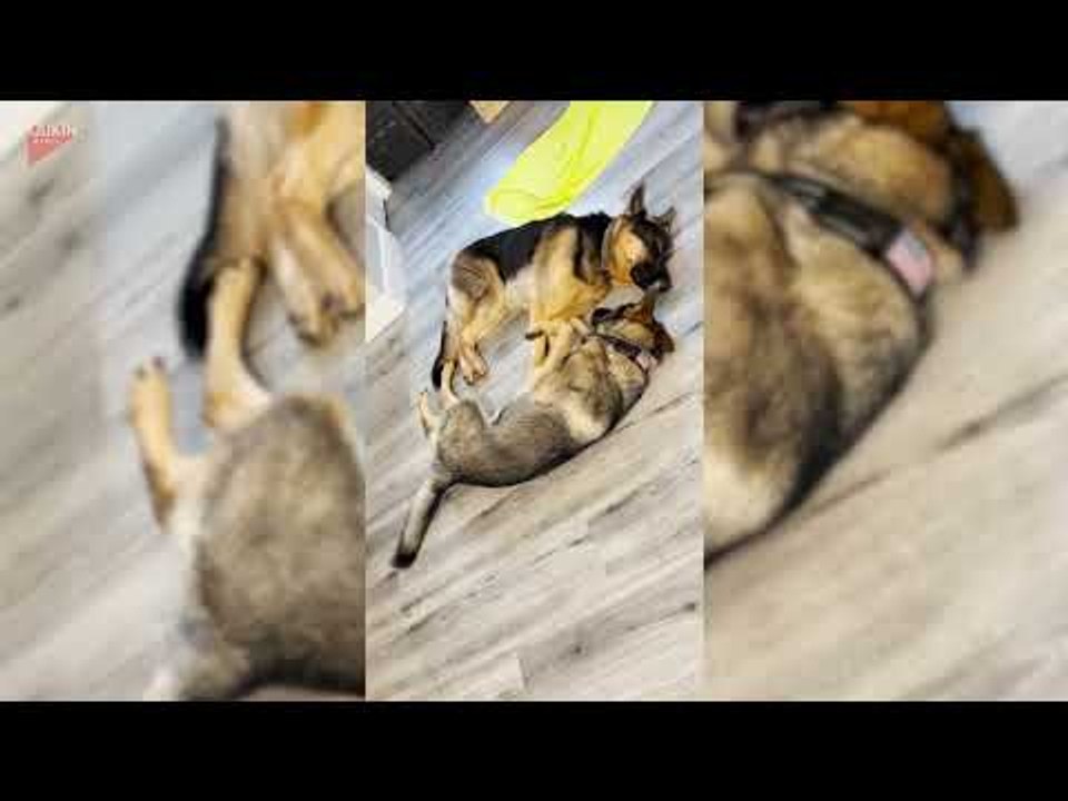 German Shepherd Hugs and Cuddles With Sibling Dog