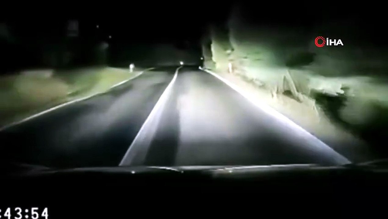Otomobilin çarptığı hayvan telef oldu