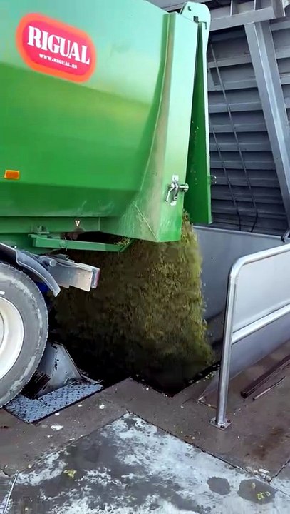 Arranca la vendimia en bodegas Ilurce de Alfaro y la cooperativa de Aldeanueva.