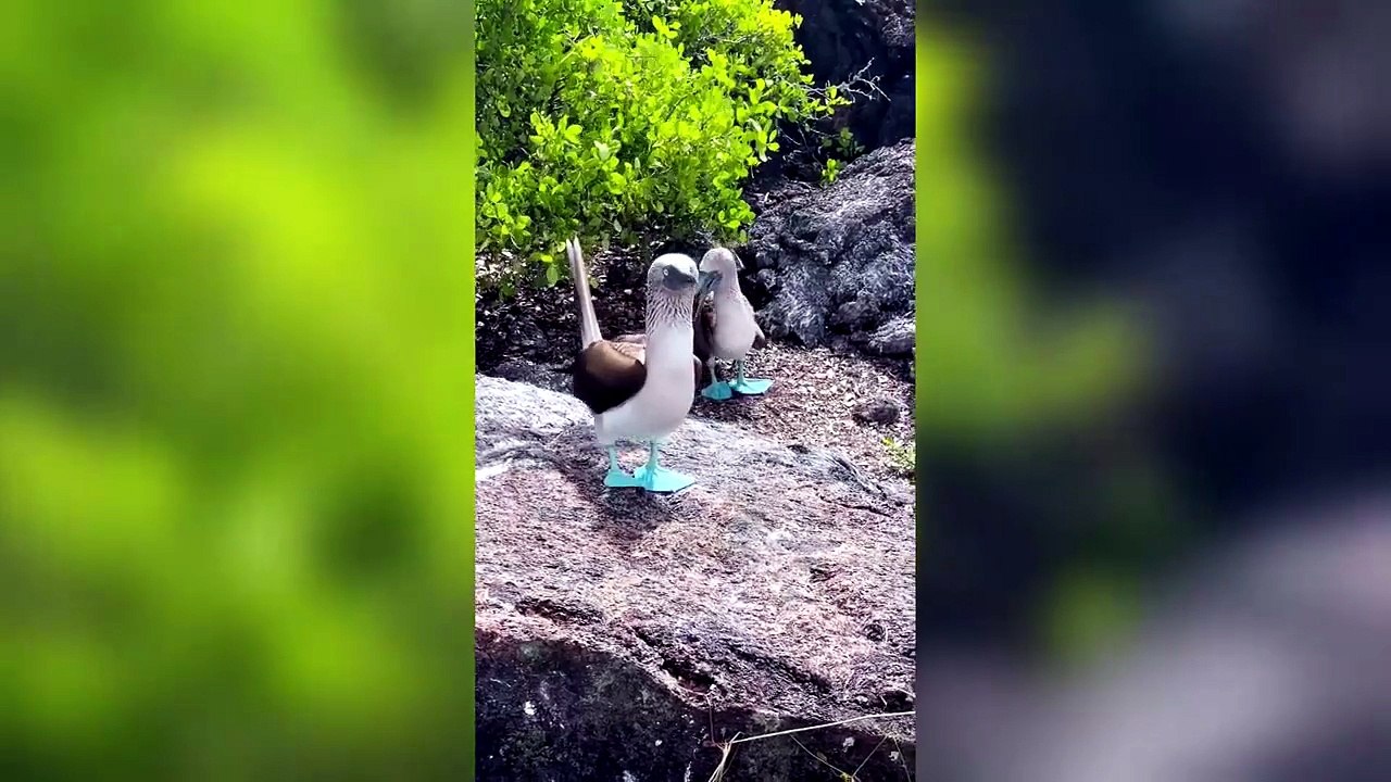Un pennuto con le zampe azzurre fosforescenti, sembra Ia ma è la natura - Video