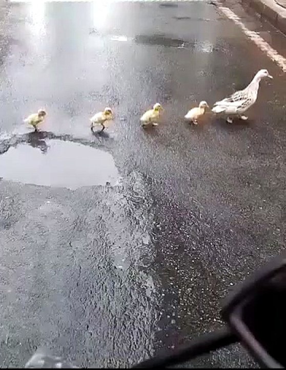 Mama is calling