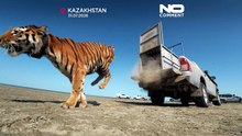 Σπάνια τίγρη Αμούρ απελευθερώνεται στην άγρια φύση του Καζακστάν