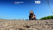 Редкий амурский тигр выпущен на волю в Казахстане