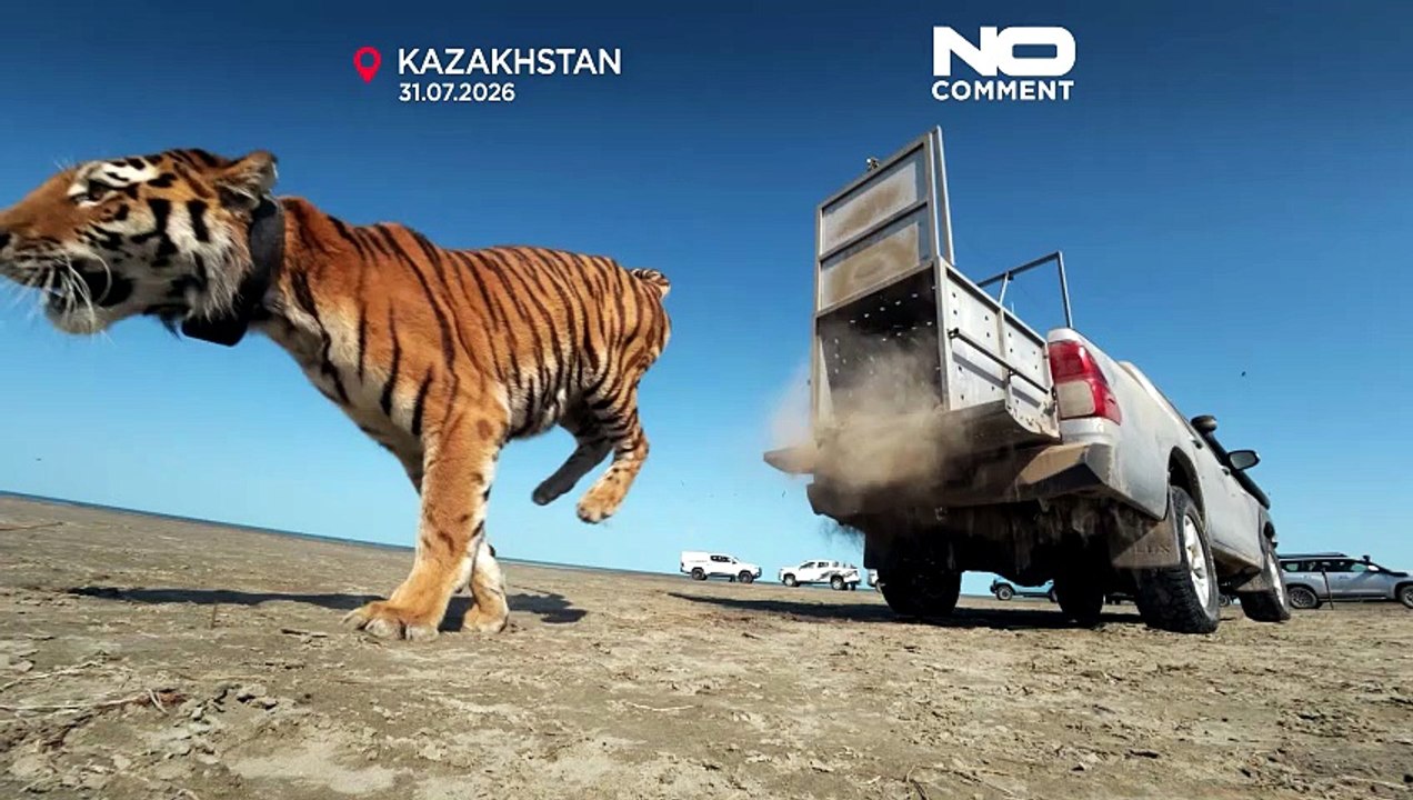 Kazakhstan: raro esemplare di tigre dell'Amur torna in natura