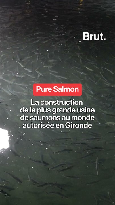 Le projet très contesté de ferme-usine à saumons vient d'être autorisé