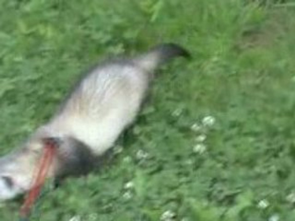 Spype en promenade