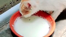 Cute Baby Kittens Playing Together 🐱❤️ | Adorable Cat Moments