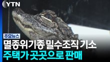 멸종위기종 밀수조직 기소...주택가 곳곳으로 판매 / YTN