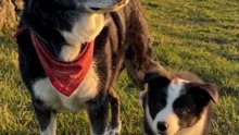 This Old Sheepdog Is Training His Replacement… 🥹❤️