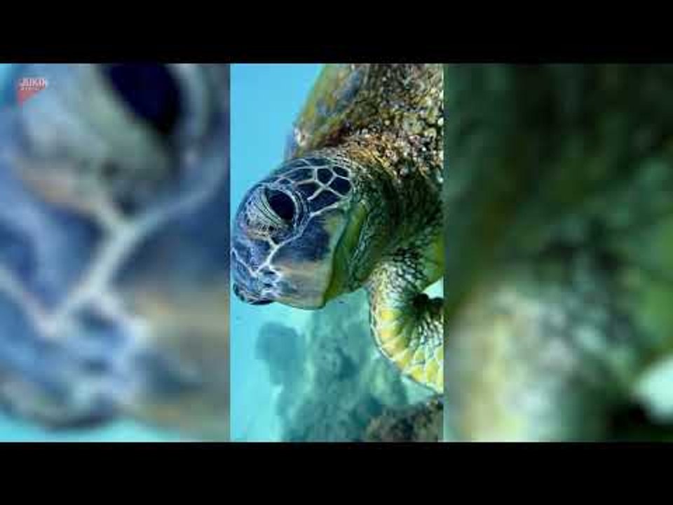 Sea Turtle Tries to Bite Its Own Reflection in Camera Dome