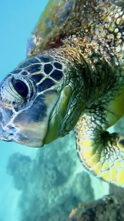 Sea Turtle Tries to Bite Its Own Reflection in Camera Dome