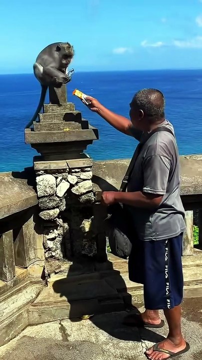 Outsmarting a Monkey 🐒
