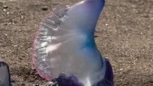 Hochgiftig: Angespülte Quallentiere sorgen für Strandsperrung