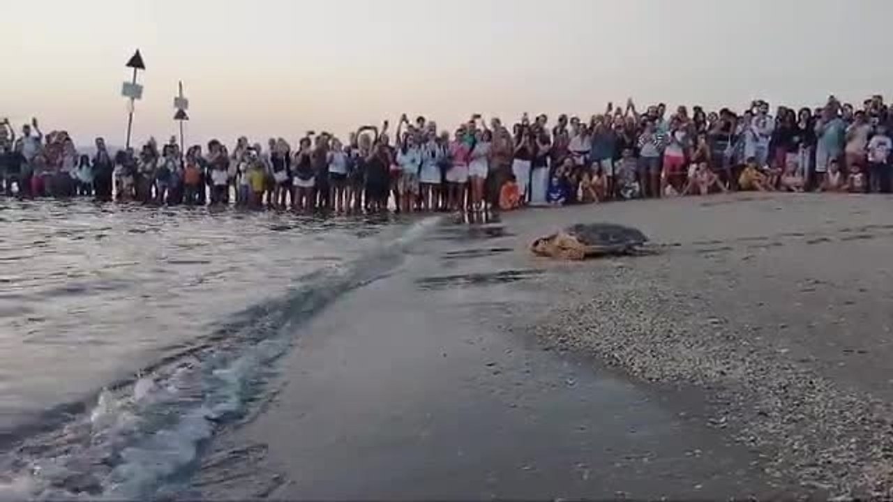 Il video della tartaruga rilasciata a Riccione