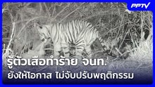 รู้ตัวเสือทำร้าย จนท. เป็นลูกแม่อภิญญา ยังให้โอกาส ไม่จับปรับพฤติกรรม | เข้มข่าวค่ำ | 6 ส.ค. 69