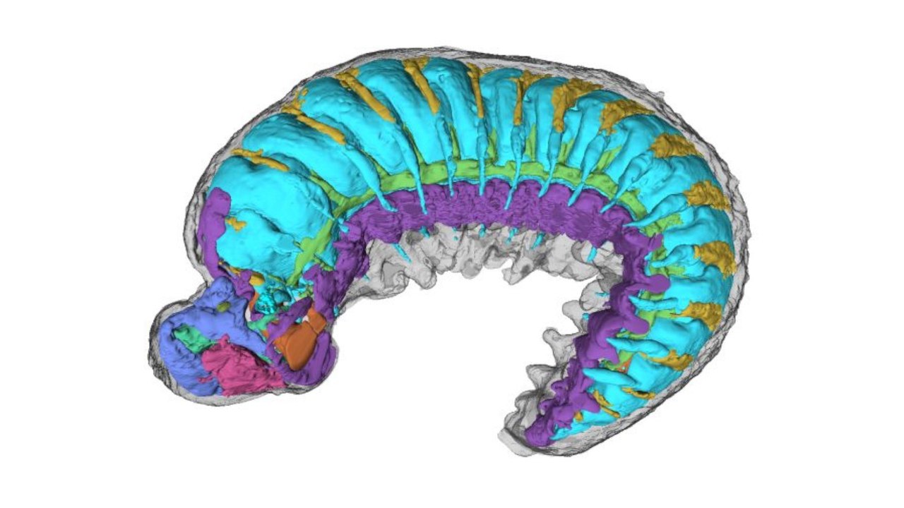 520-million-year-old fossil reveals intact brain and internal anatomy.