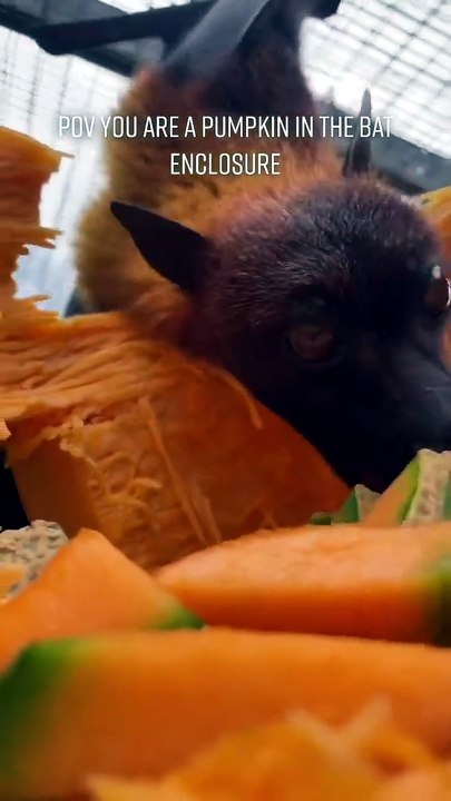 POV Are you a pumkin in the bat enclosure