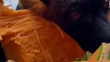 POV Are you a pumkin in the bat enclosure