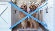 My Dogs React to the Painter's Tape Challenge