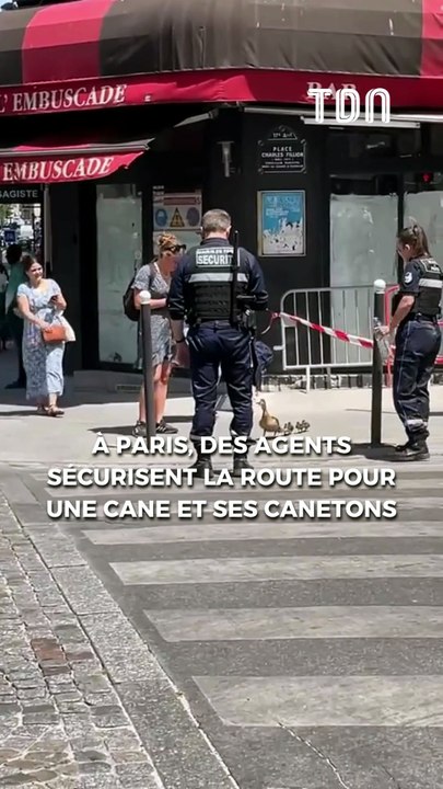 À Paris, des agents sécurisent la route pour une cane et ses canetons