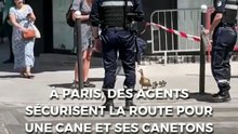 À Paris, des agents sécurisent la route pour une cane et ses canetons