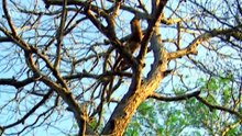 FOSSA : Le prédateur infernal de Madagascar