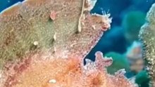 Ces Poissons ont Triché avec la Réalité ! 🐟 (Transparence & Camouflage)