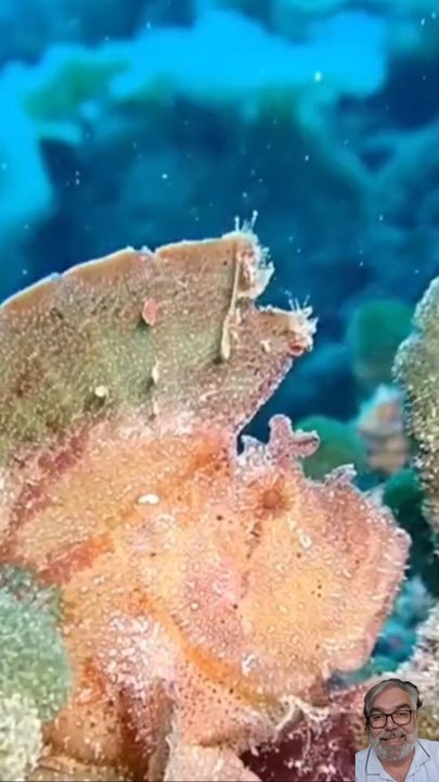 Ces Poissons ont Triché avec la Réalité ! 🐟 (Transparence & Camouflage)
