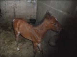 Gué de selle poulain