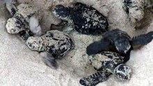 Wwf a difesa delle tartarughe marine, in Sicilia primato di deposizioni
