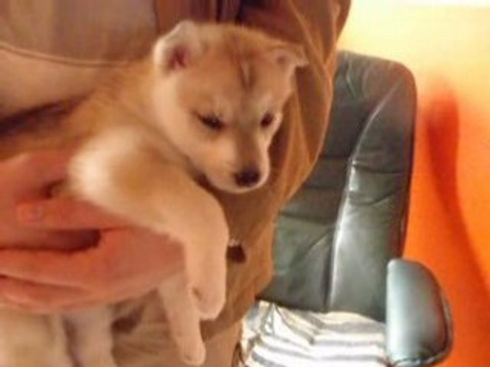 haska commence à "parler"