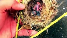 A Fallen Baby Sparrow Got a Second Chance 🐦🥹