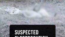 Three policemen killed in Beaufort, believed electrocuted