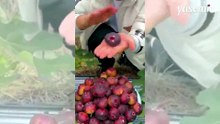 İncirin kabuğunu soyanlar yandı! Meğer her derde devaymış