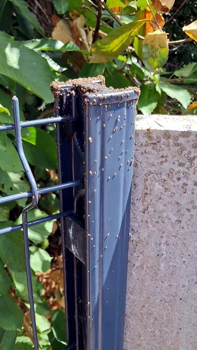 Invasion d'insectes rampants près de Redon