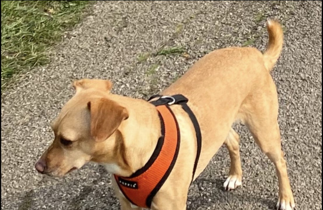 Chrissie Hynde heartbroken as beloved dog Nico goes missing in London