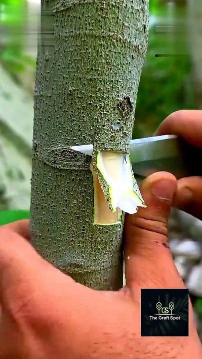 Best Grafting Technique for Fruit Plants 🌱🍎✨