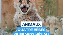 Quatre adorables boules de poils naissent au zoo de La Flèche : découvrez les nouveaux bébés guépards du parc !