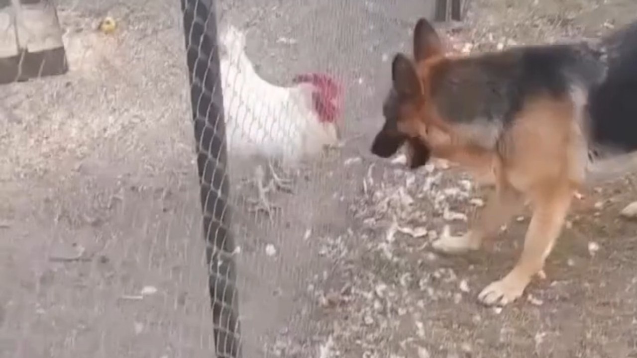 Funny German Shepherd🐶🐶 dogs 🐾#funny #German Shepherd🐾🐾 funny dogs 🐾🐾#cute#animals#fyp#cuten#cuteness#German Shepherd world #folow me