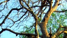 Fossa: El depredador más temido de Madagascar