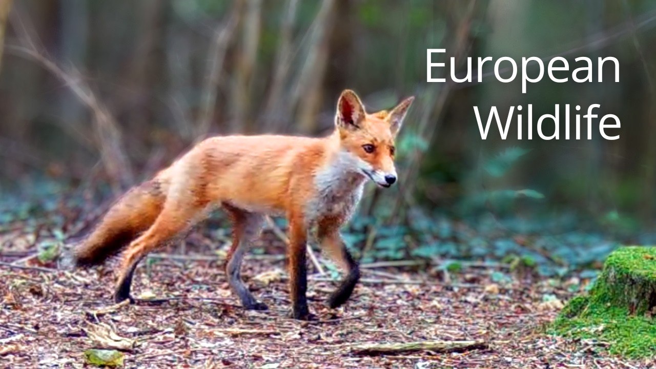 European Forest Wildlife | Deer, Foxes & Birds | Trail Camera (No Music)