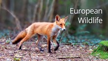 European Forest Wildlife | Deer, Foxes & Birds | Trail Camera (No Music)