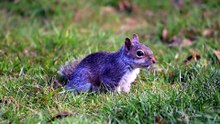 why is my baby squirrel not eating