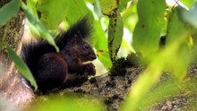 why squirrels kill each other