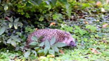 what do hedgehogs eat in the wild