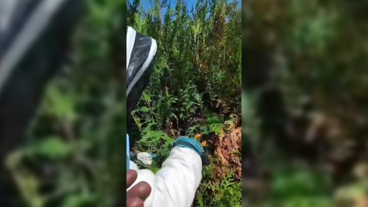 "Un ballon de basket" : au coeur d'une destruction d'un nid de frelons asiatiques dans le Pays de Montbéliard