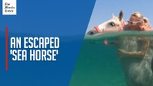 Horses escape the heat in Croatia by swimming in the sea